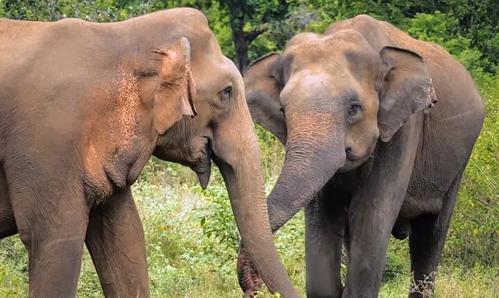 Sri Lanka 7 Days Sightseeing Tour Package