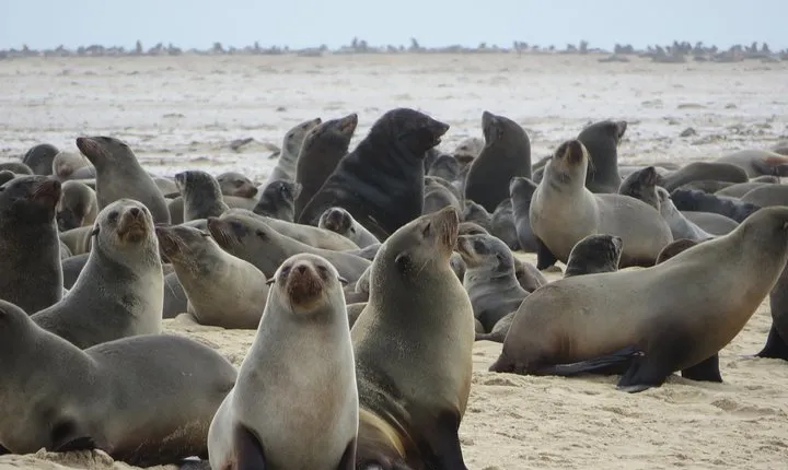 8-Day Etosha NP, Swakopmund & Sossusvlei