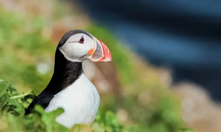 Whales and Puffins Tour from Husavik