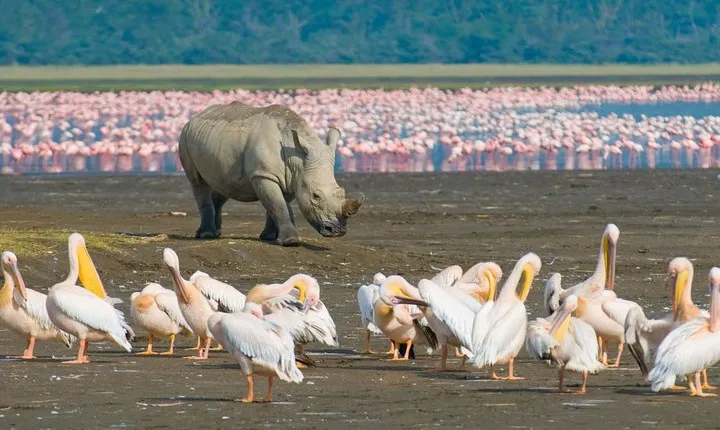 4 Days Masai Mara & L. Nakuru National Park Experience