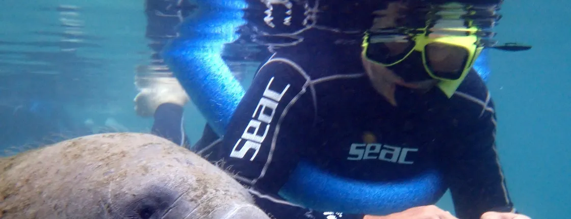 Manatee snorkeling with in-water photographer in Crystal River