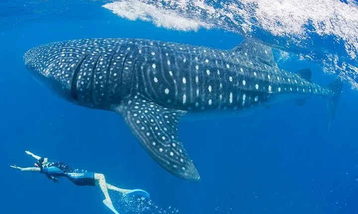 Whaleshark Snorkeling Adventure