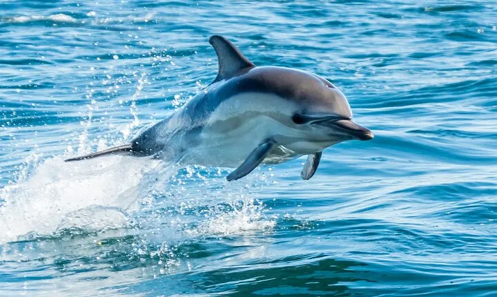 15 Min Swim with the Dolphins with Transfers - Sharm El Sheikh