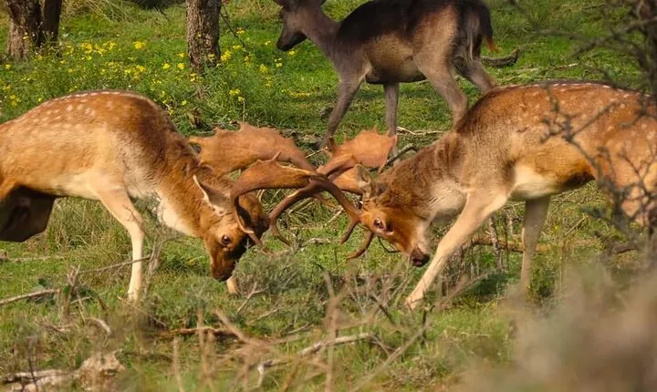 Zeeland deer roar rutting Safari NL/DE