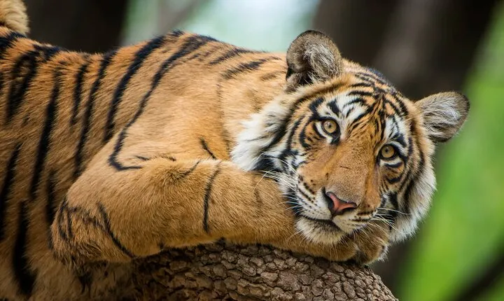  6 Days Golden Tringle Delhi Agra Jaipur Tour With Tiger Safari