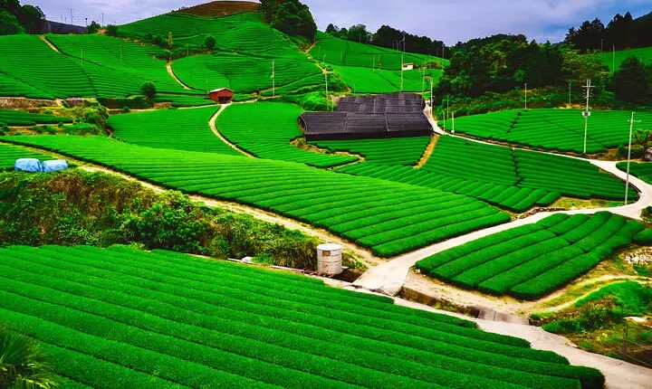 Green Tea Fields, Serene Nature of Kyoto, Uji (Convertible/Van)
