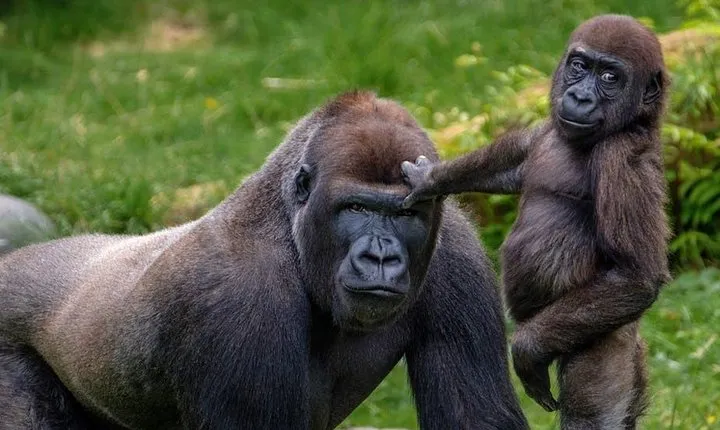 7 Nights of the Big 5 & Gorillas; Kenya and Rwanda