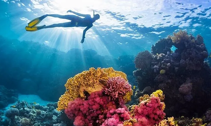 Coral Garden Full Day Snorkeling & Diving with Lunch - El Quseir