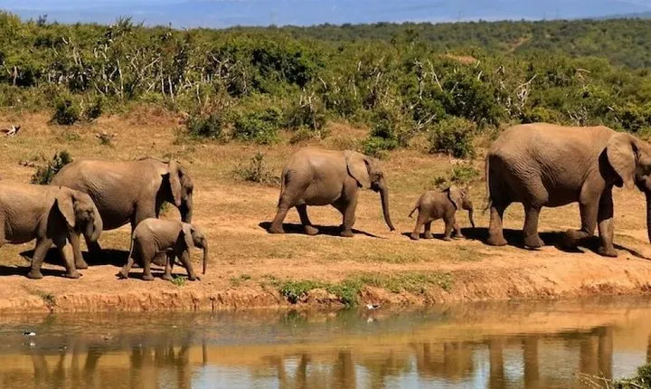 4 days wildlife safaris in uganda
