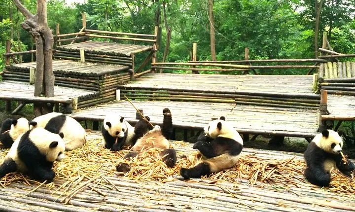 Private Half-Day Chengdu Panda Base Tour