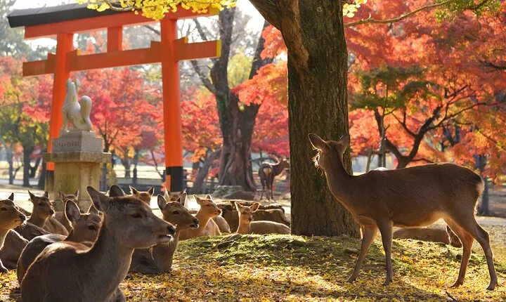 Private Nara Tour with Government Licensed Guide & Vehicle (Kyoto Departure)