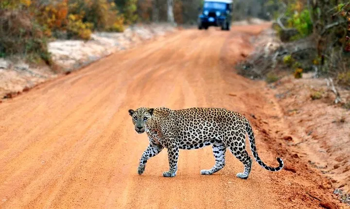 Day Excursions To Yala National Park Jeep Safari Form Galle