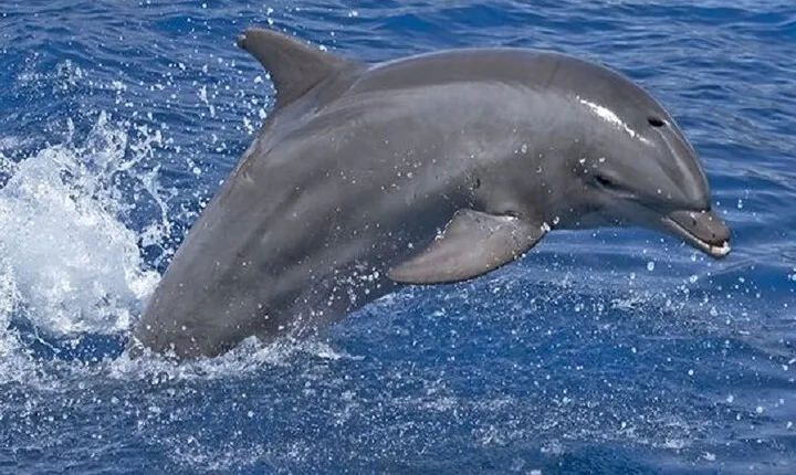 ViP Full Day Swimming With Dolphin Sea Trip With Lunch - Hurghada