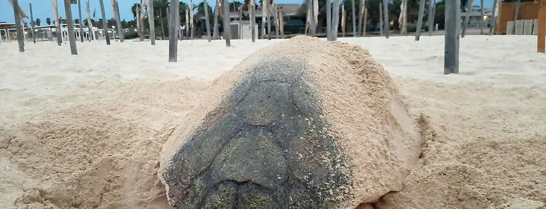 Adults Only Turtle Watching