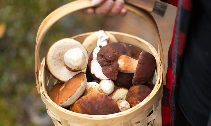 Forest Tasting Lapland Wild Berry and Mushroom Foraging