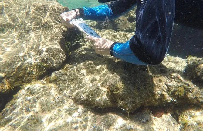 Las Canteras Beach Snorkeling and species identification Tour