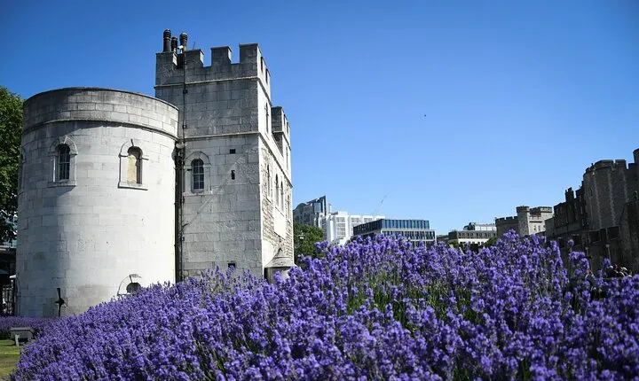 Westminster Private Walking Tour & Visit The Tower of London