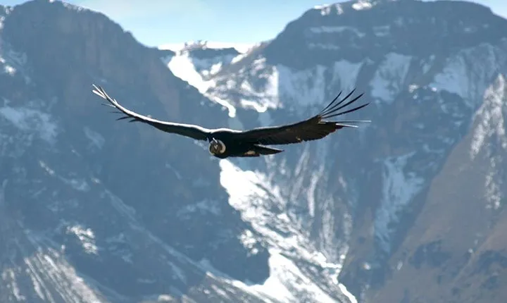 Apurimac Canyon with Condor Viewing from Cusco