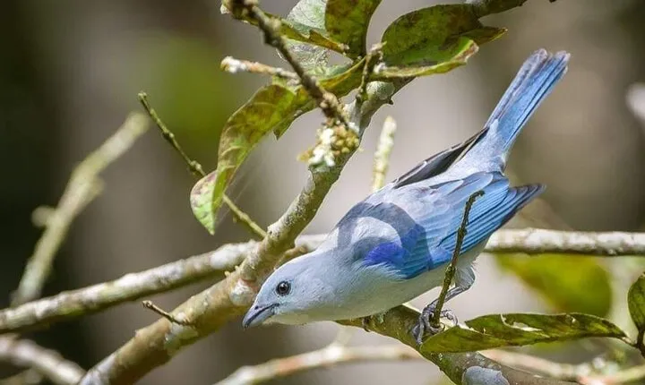 Bird-Watching and Nature Reserve Experience in Ibague