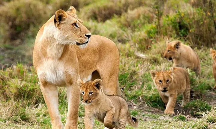 3 Days Luxury Tour at Tanzania Safari Manyara Ngorongoro