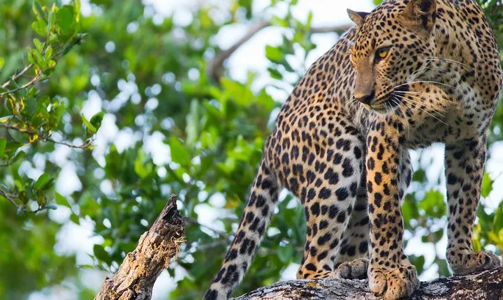 Day Excursions to Wasgamuwa National Park From Negombo