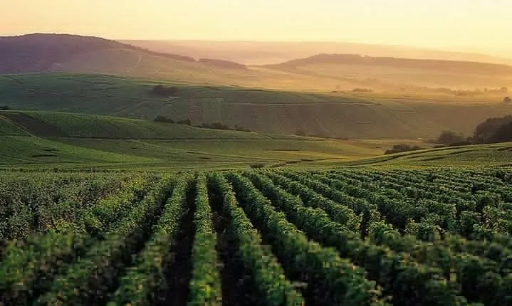 Private Full-Day Tour of Champagne Region