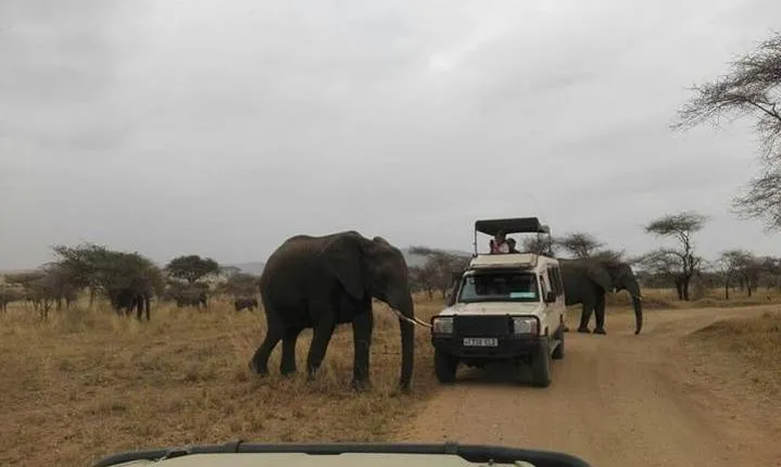 12 Days Amazing Tanzania Wildlife and Cultural Experience