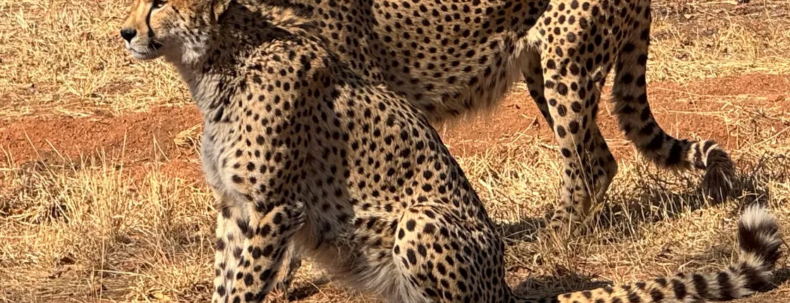 Ann Van Dyk Cheetah Centre Tour from Johannesburg or Pretoria