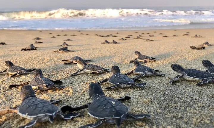 Olive Ridley Turtle Release Experience