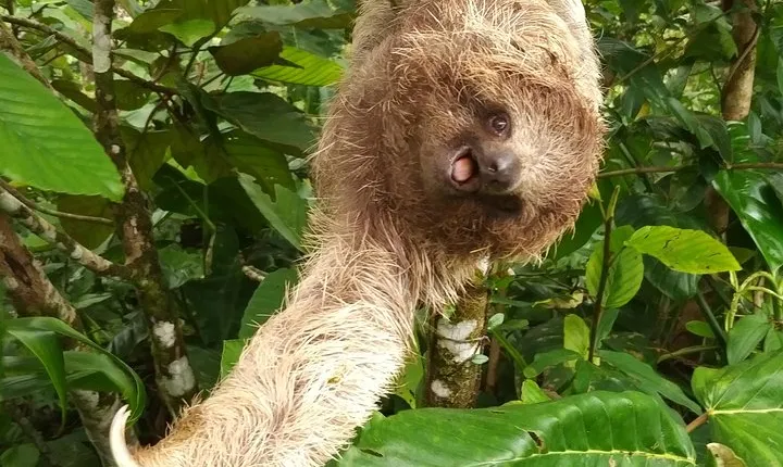 Excellent Wildlife Tour in Bijagua de Upala