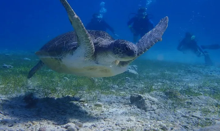 Scuba Diving Activity in Pernera