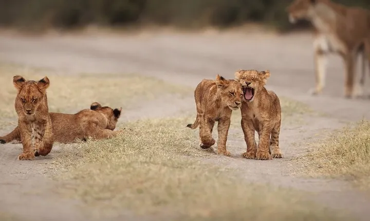 All inclusive BIG 5 Kruger 2 Day Safari from Johannesburg