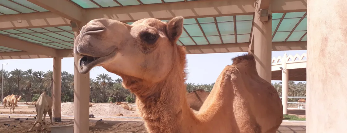 Bahrain full-day private tour