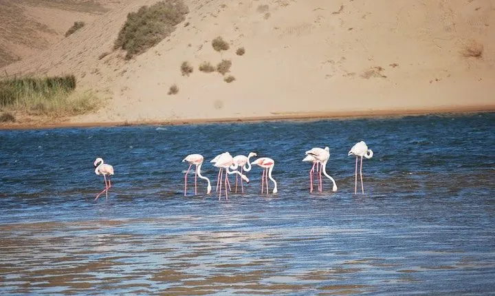 Petiti desert "MASSA" Agadir in 4X4