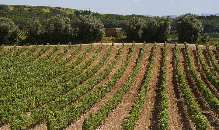 Private Tour to Aveiro, to the Sparkling Wine Cellars and Piglet Tasting