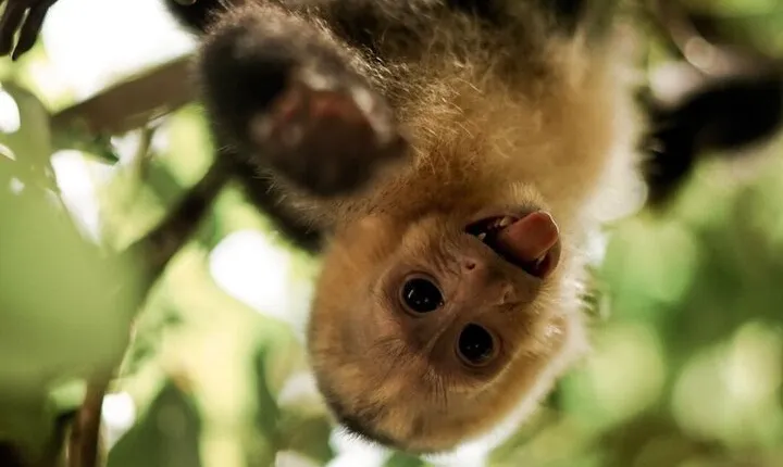 Full Day All-Inclusive Tour to Manuel Antonio National Park from San Jose CR