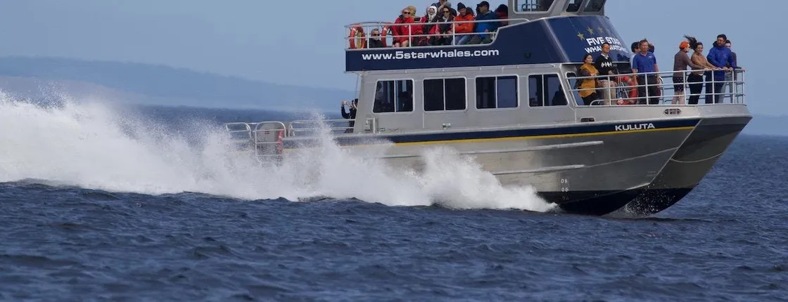 3-hour catamaran whale watching tour in Victoria