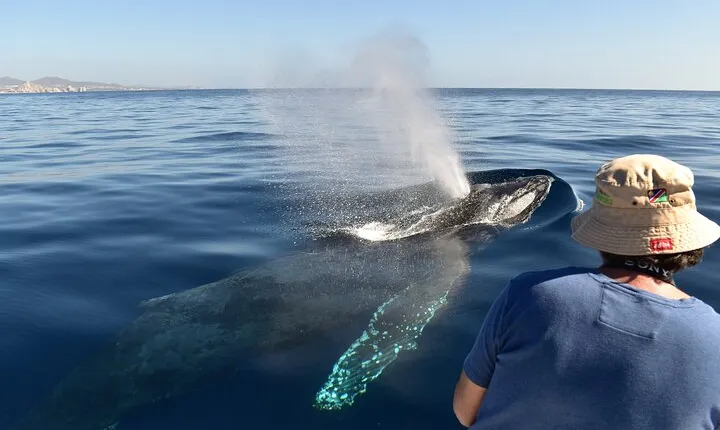 Cabo San Lucas Whale Watching Tour with Photos Included