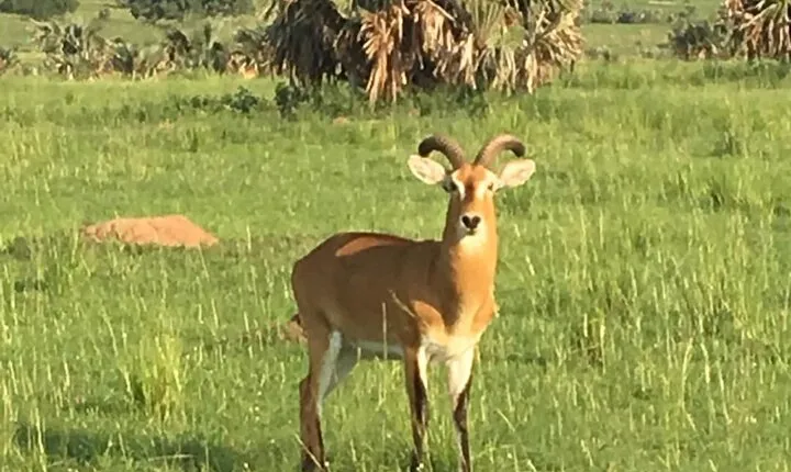 5 Days Safari: Tarangire, Serengeti Plains and Ngorogoro Crater