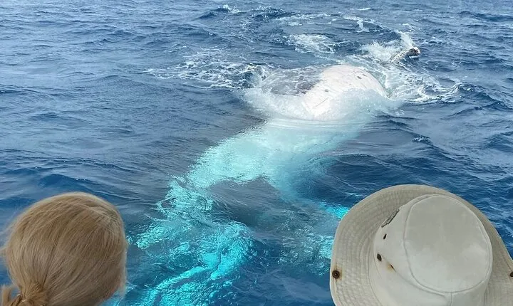 Adventure Whale Watching Tour Mooloolaba