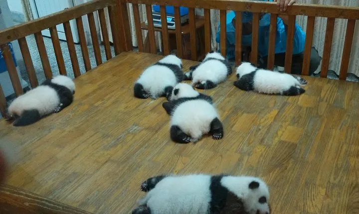 Private Chengdu Experience: Giant Pandas and the Sanxingdui Museum