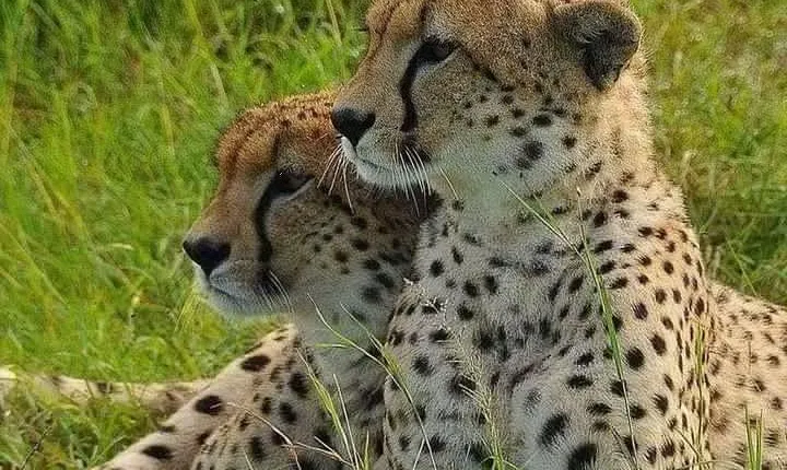 4 hours Nairobi National Park