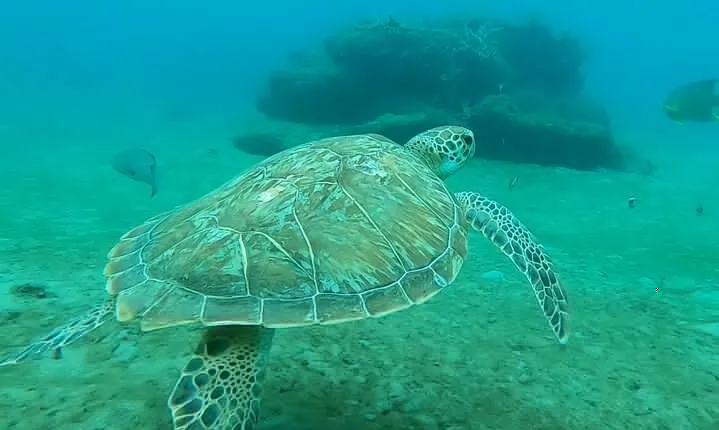 2 ½ - Hour Guided Snorkel Tour of Phil Foster Park, Free Videos!