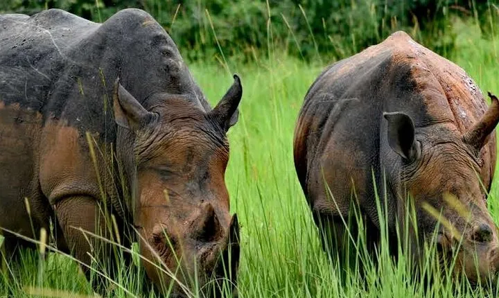 A Thrilling 1-Day Rhino Tracking Tour in Uganda