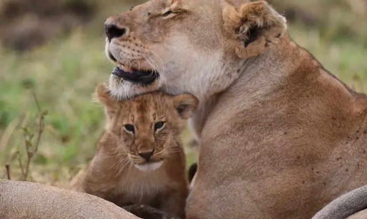 5-Day Private Safari Tour in Northern Tanzania