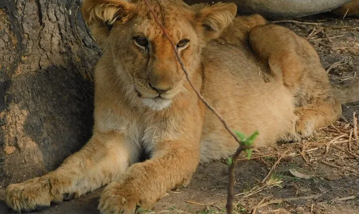 One Day Akagera Safari From Kigali