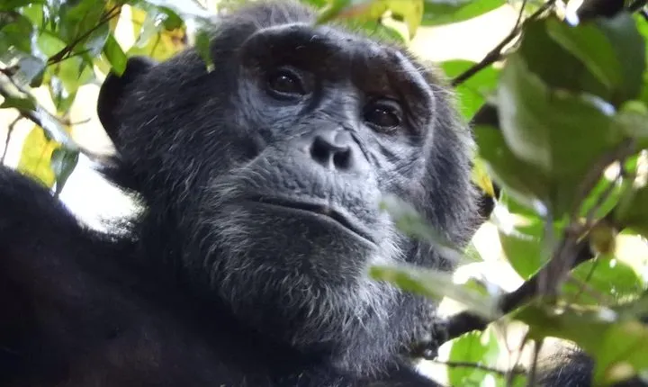 08 days Classic Uganda Primate Tour