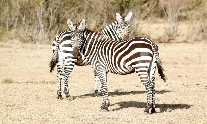 3 Days Amboseli national Park experience.