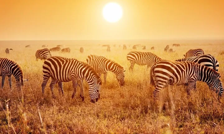 4 Days Mid-range Safari in Serengeti, Ngorongoro and Tarangire