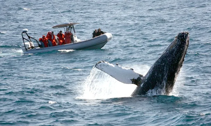 3-Hour Guided Whale and Dolphin Watching Experience in San Diego